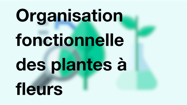 Organisation fonctionnelle des plantes à fleurs