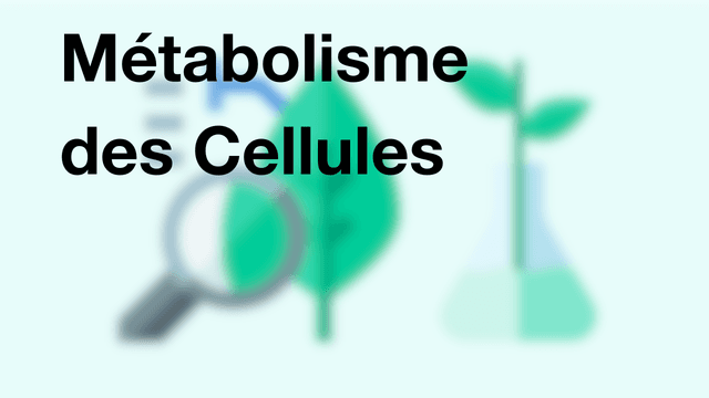 Métabolisme des Cellules