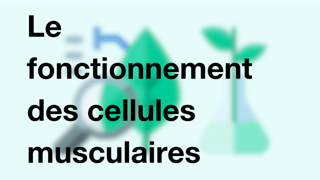 Le fonctionnement des cellules musculaires