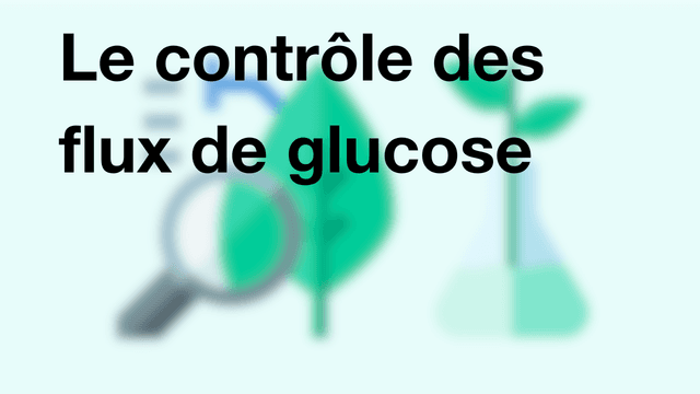 Le contrôle des flux de glucose